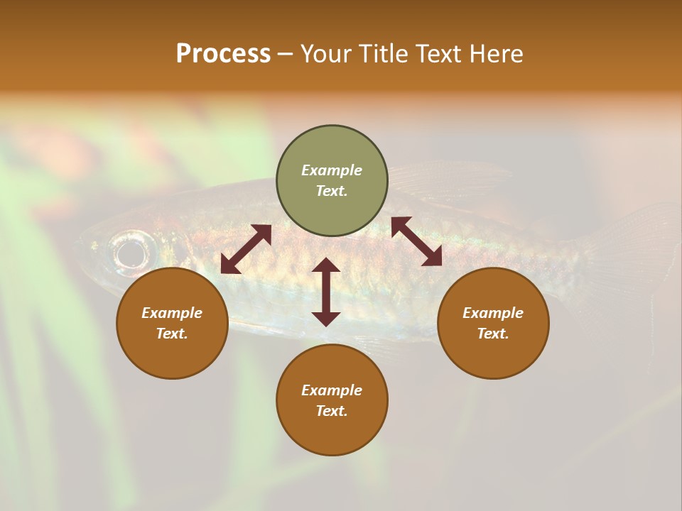 Doctor Bubbles Carp PowerPoint Template