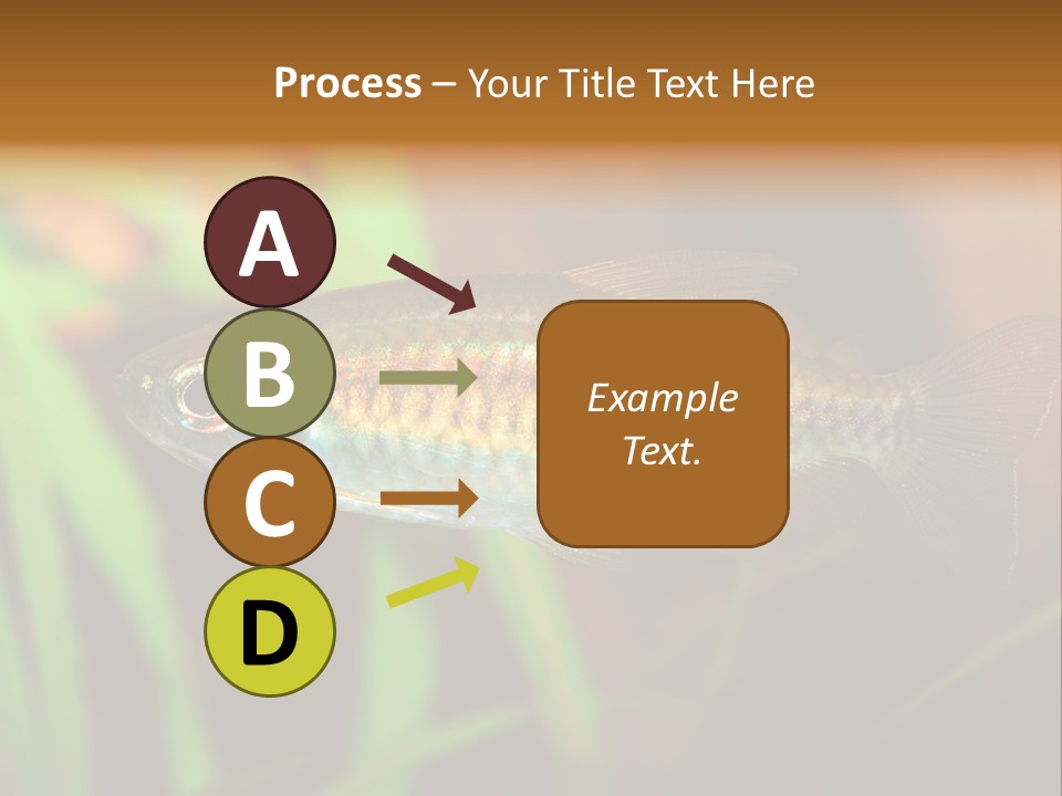 Doctor Bubbles Carp PowerPoint Template