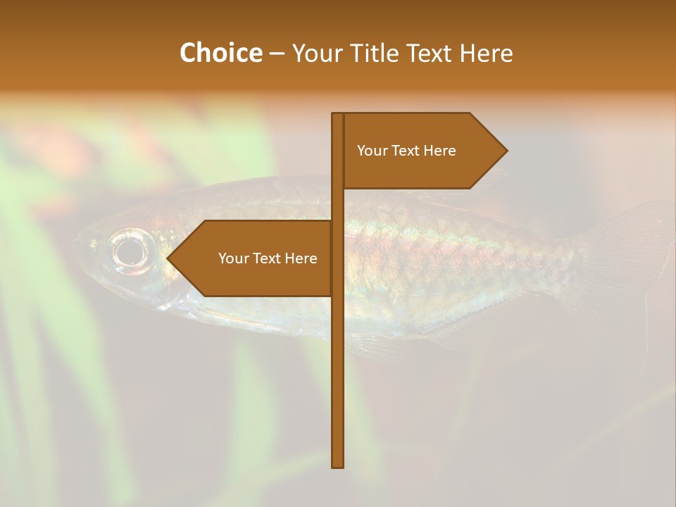 Doctor Bubbles Carp PowerPoint Template