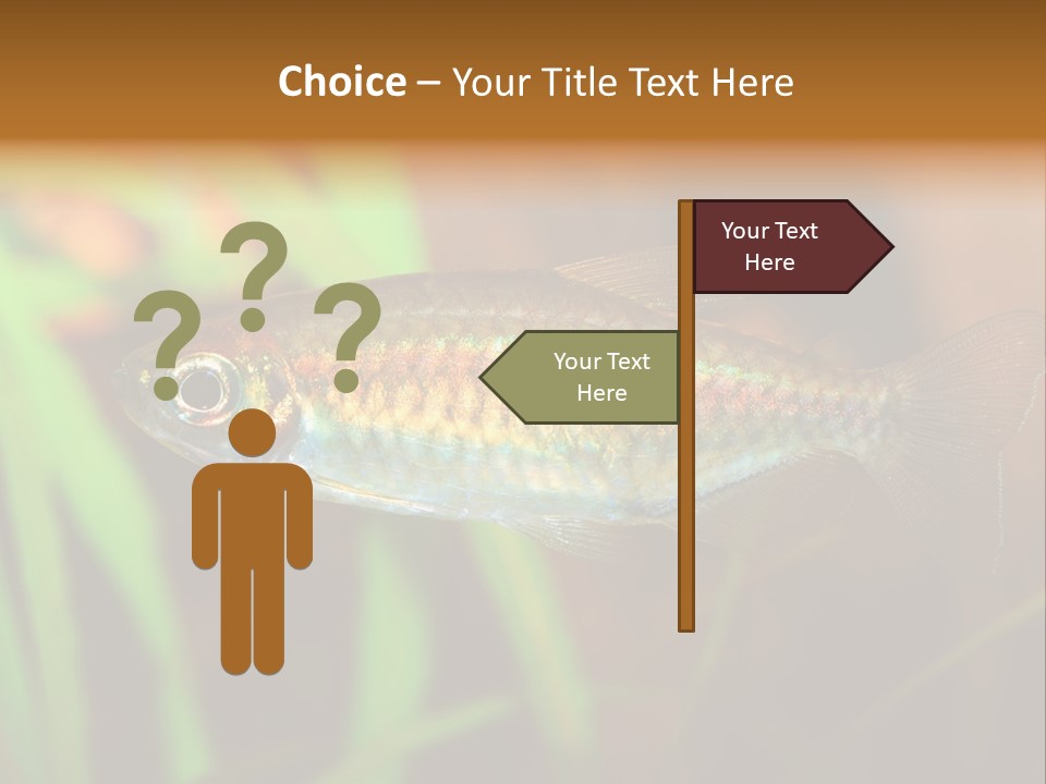 Doctor Bubbles Carp PowerPoint Template