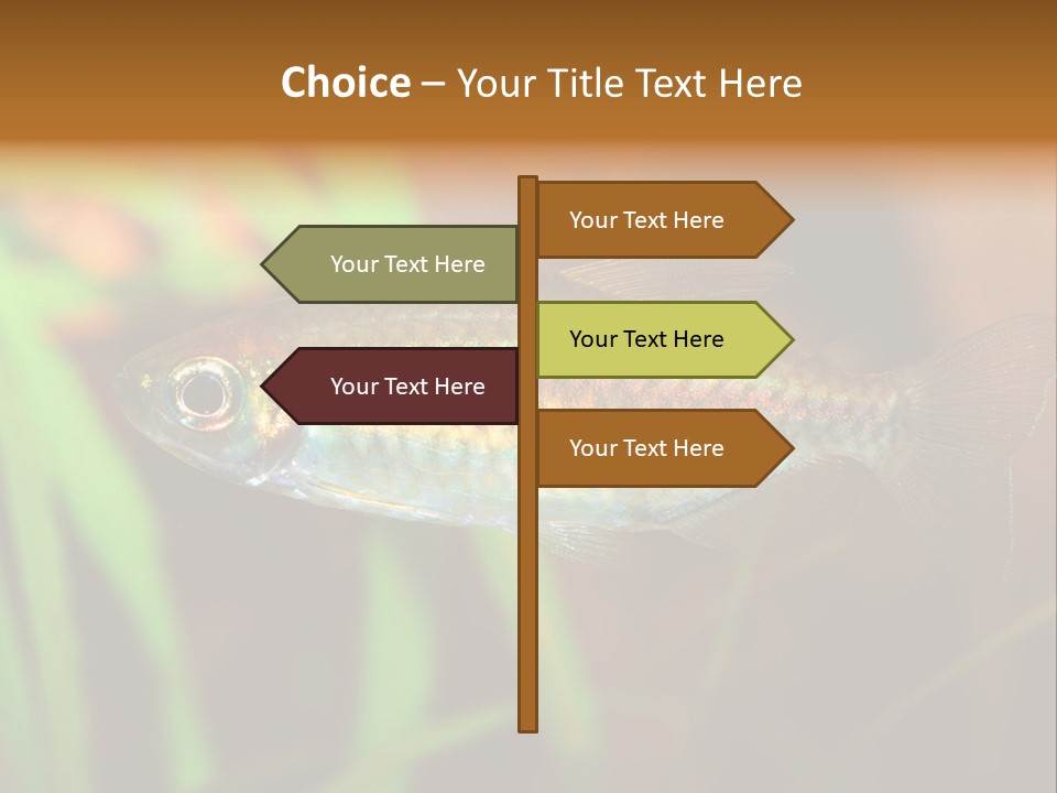 Doctor Bubbles Carp PowerPoint Template