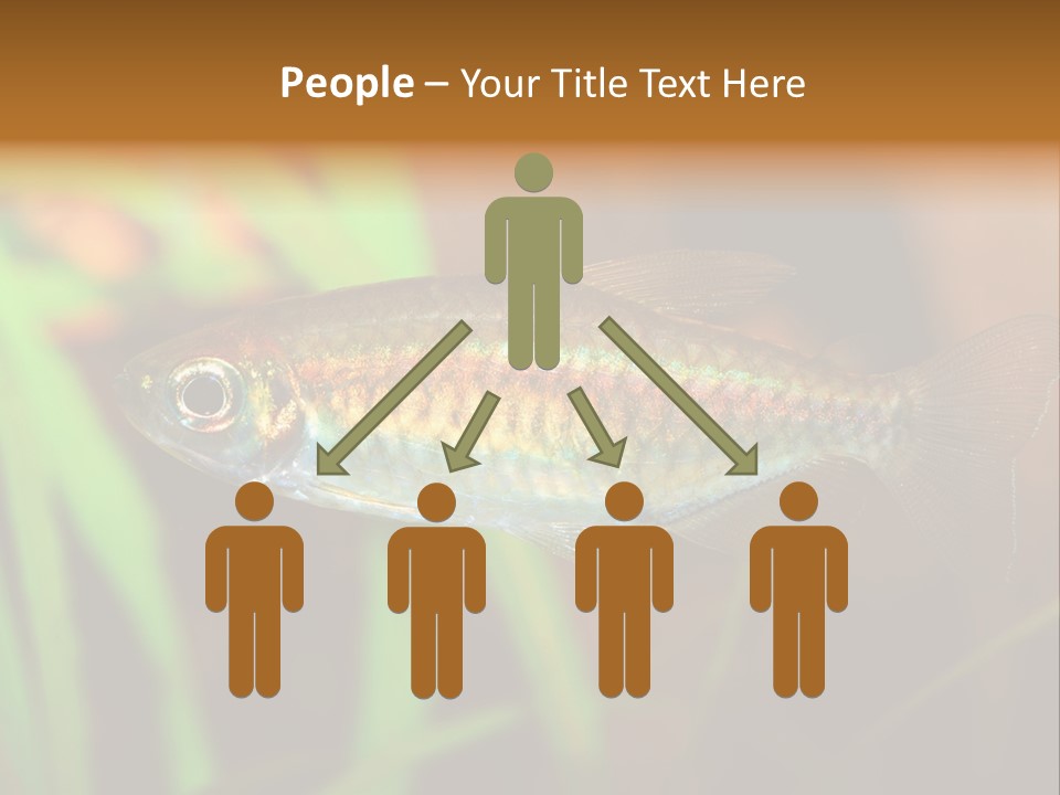 Doctor Bubbles Carp PowerPoint Template