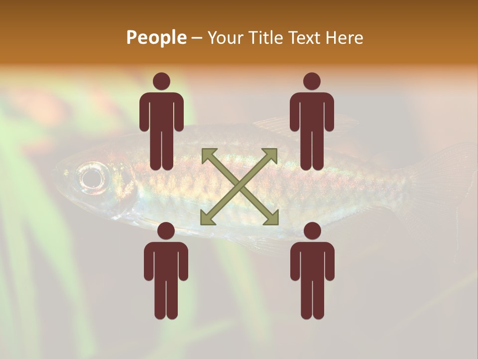 Doctor Bubbles Carp PowerPoint Template