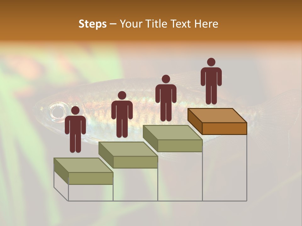 Doctor Bubbles Carp PowerPoint Template