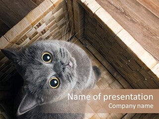 Catnip Ears On The Top Cat With Big Eyes PowerPoint Template