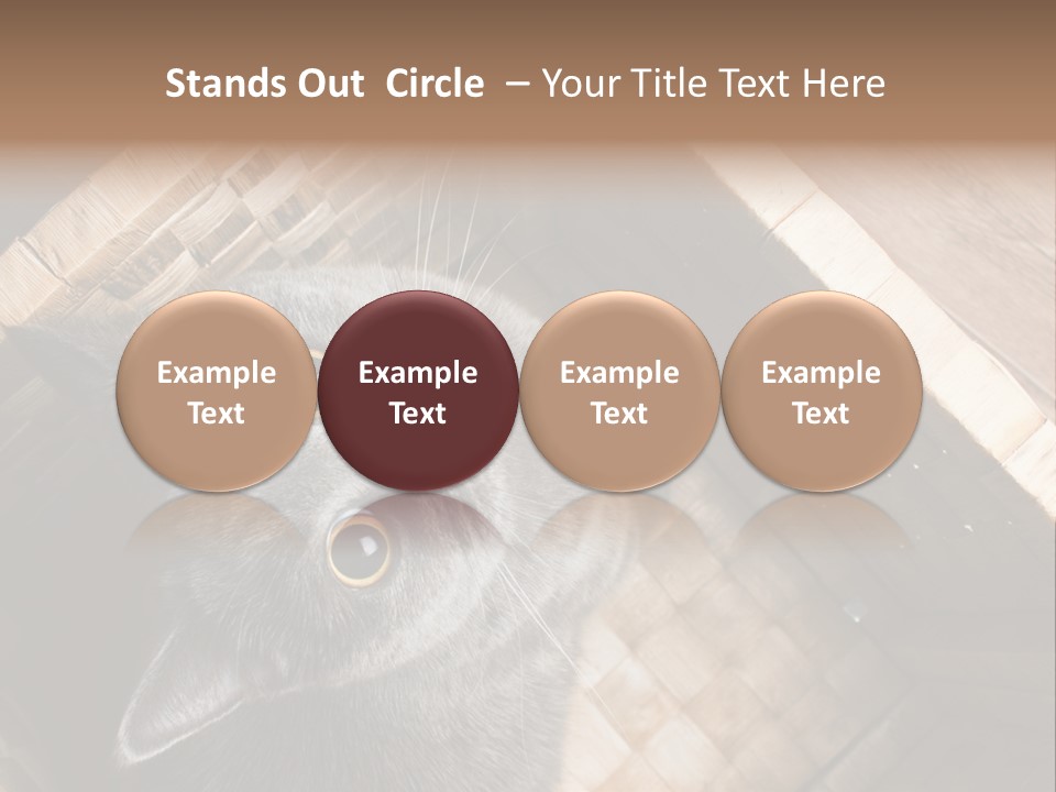 Catnip Ears On The Top Cat With Big Eyes PowerPoint Template