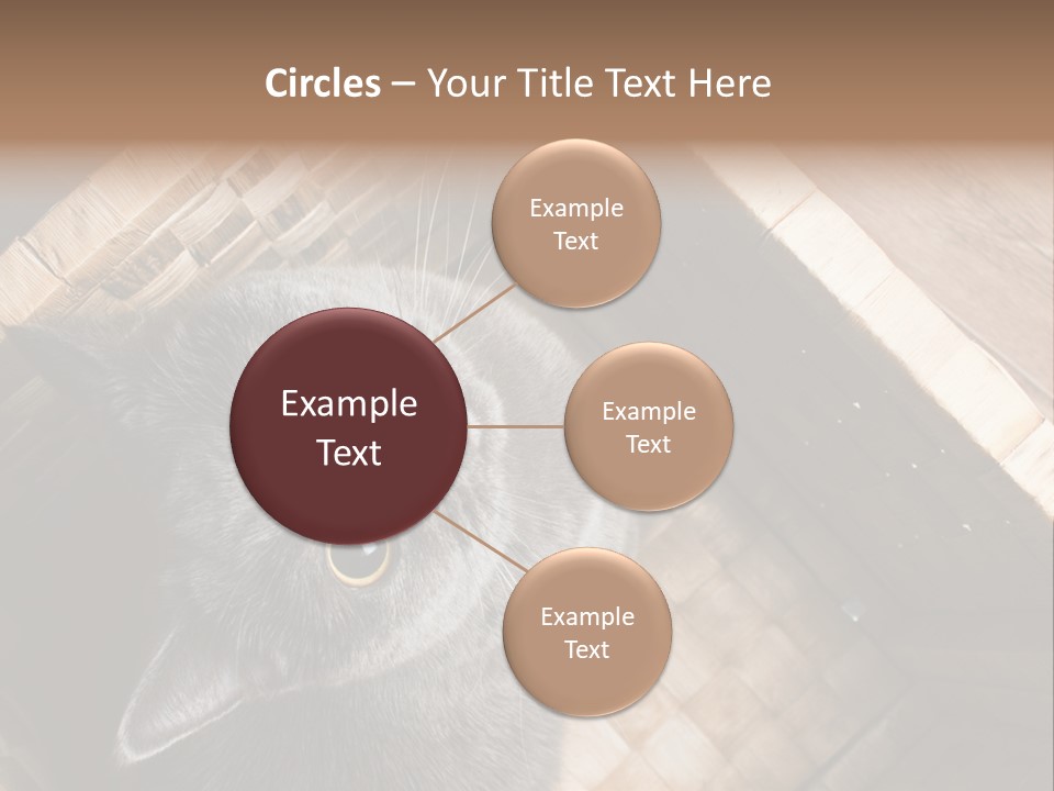 Catnip Ears On The Top Cat With Big Eyes PowerPoint Template