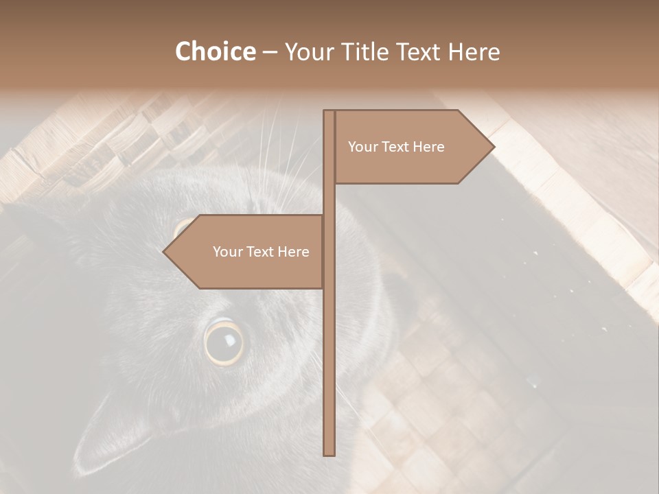 Catnip Ears On The Top Cat With Big Eyes PowerPoint Template