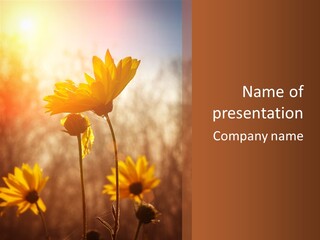 Season Beauty Sunset PowerPoint Template