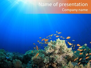 A Group Of Fish Swimming Over A Coral Reef PowerPoint Template