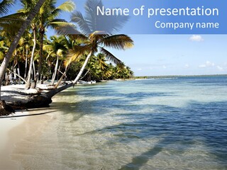 A Sandy Beach With Palm Trees And Water PowerPoint Template