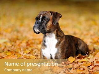 A Brown And White Dog Laying On Top Of A Pile Of Leaves PowerPoint Template