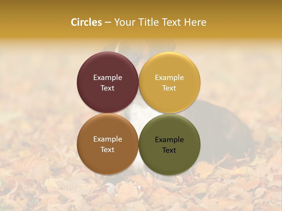 A Brown And White Dog Laying On Top Of A Pile Of Leaves PowerPoint Template