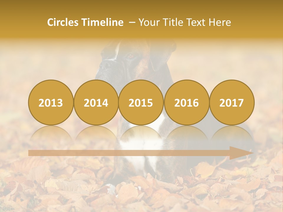 A Brown And White Dog Laying On Top Of A Pile Of Leaves PowerPoint Template