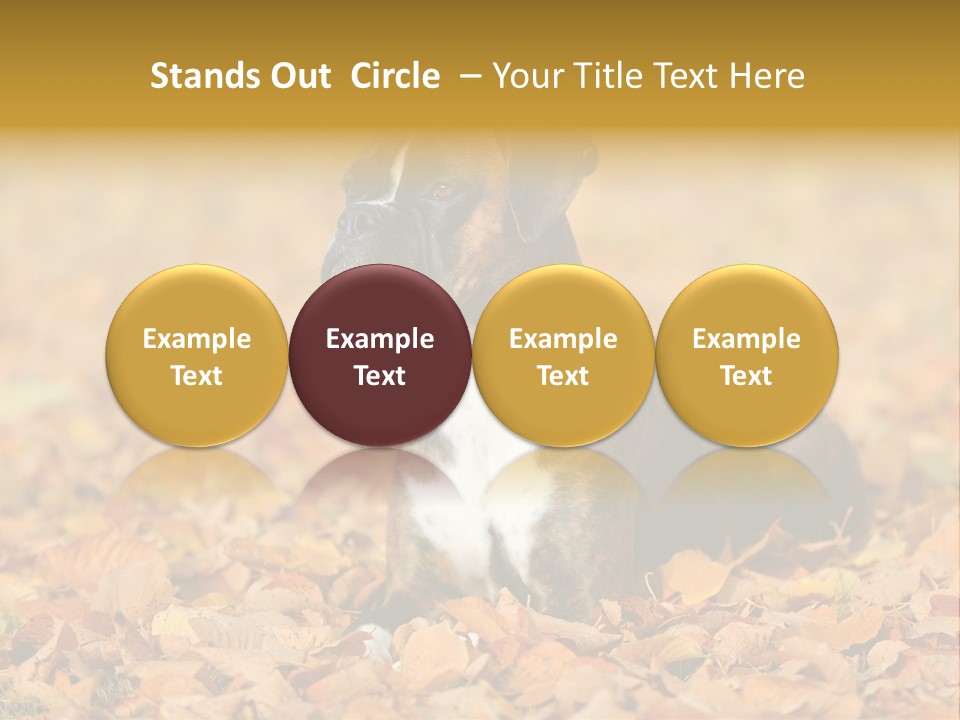 A Brown And White Dog Laying On Top Of A Pile Of Leaves PowerPoint Template