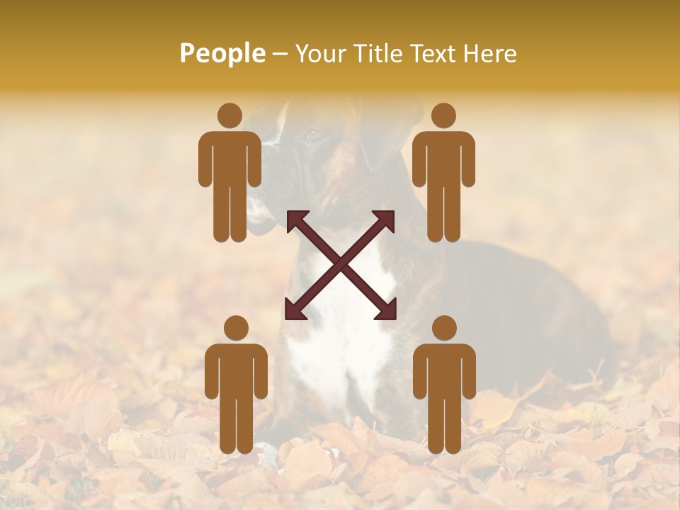 A Brown And White Dog Laying On Top Of A Pile Of Leaves PowerPoint Template