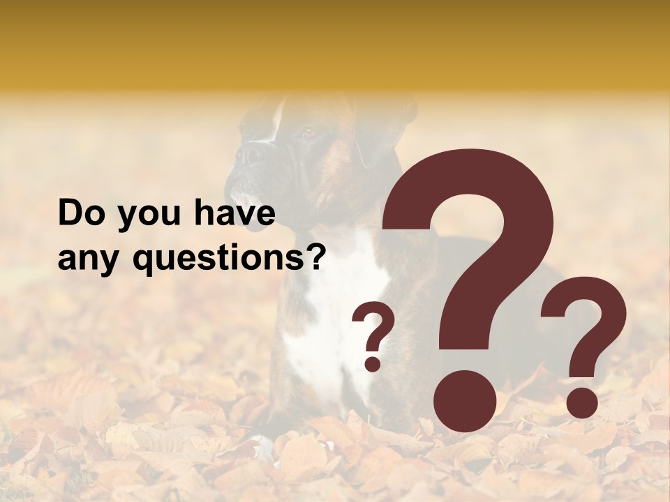 A Brown And White Dog Laying On Top Of A Pile Of Leaves PowerPoint Template