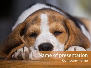 Puppy View Small PowerPoint Template