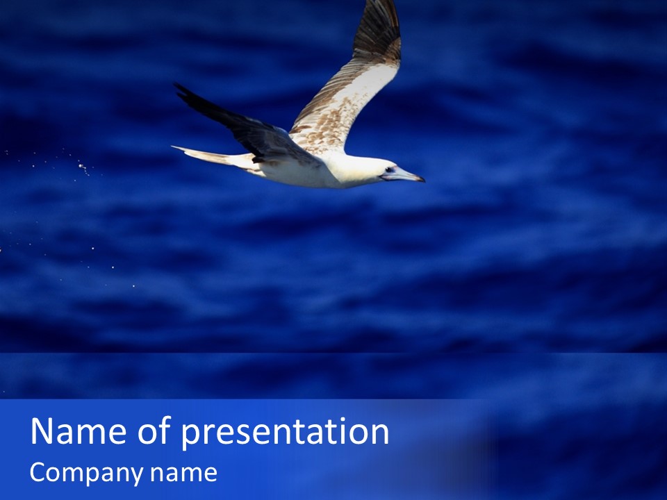 A Seagull Flying Over A Body Of Water PowerPoint Template