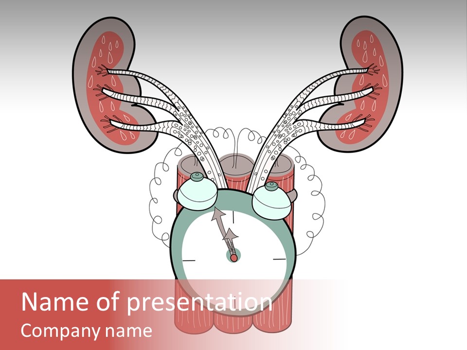 Vector Organ Urinary PowerPoint Template