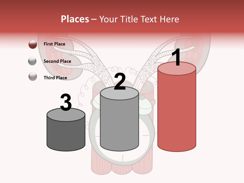 Vector Organ Urinary PowerPoint Template