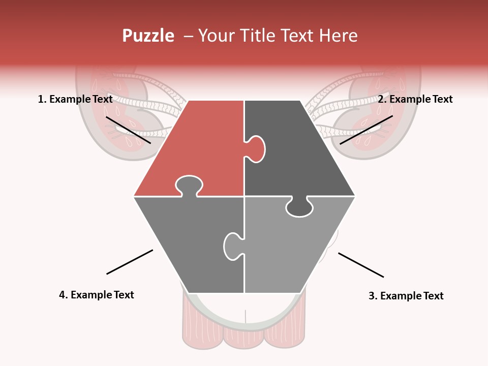Vector Organ Urinary PowerPoint Template