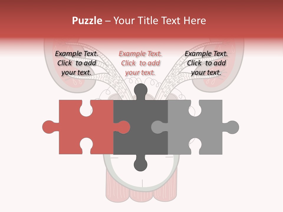 Vector Organ Urinary PowerPoint Template