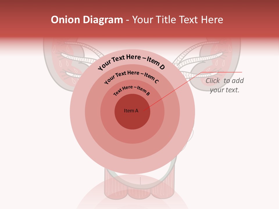 Vector Organ Urinary PowerPoint Template