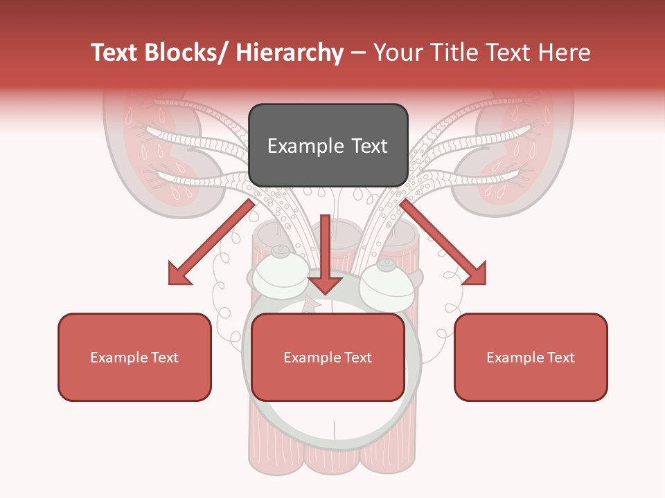 Vector Organ Urinary PowerPoint Template