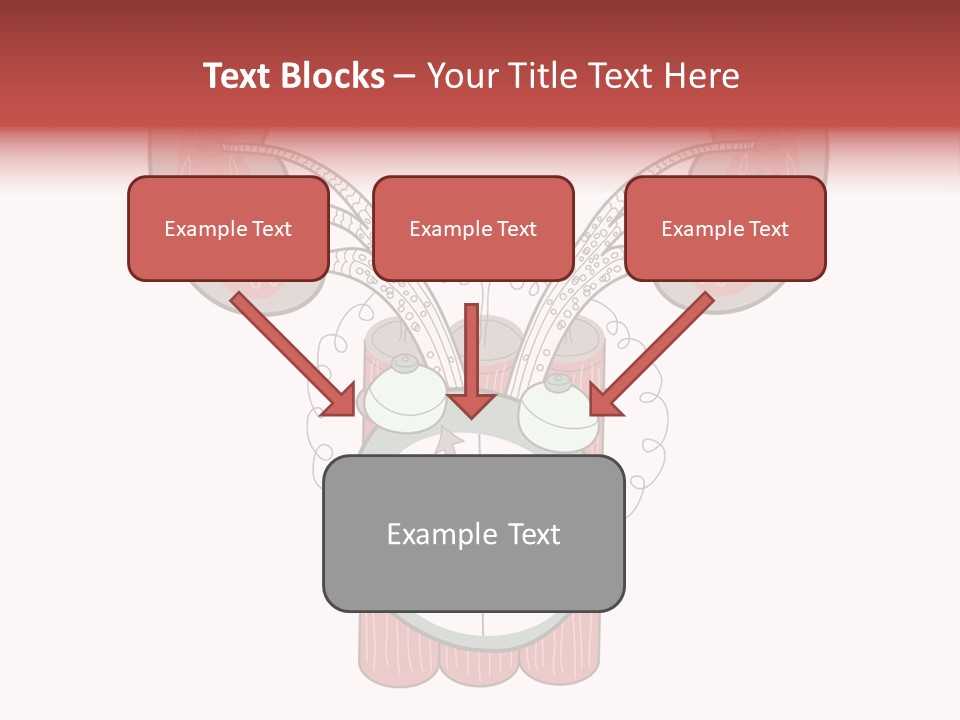 Vector Organ Urinary PowerPoint Template