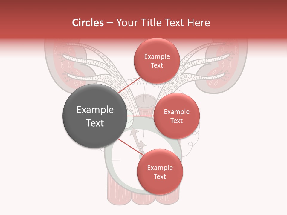 Vector Organ Urinary PowerPoint Template