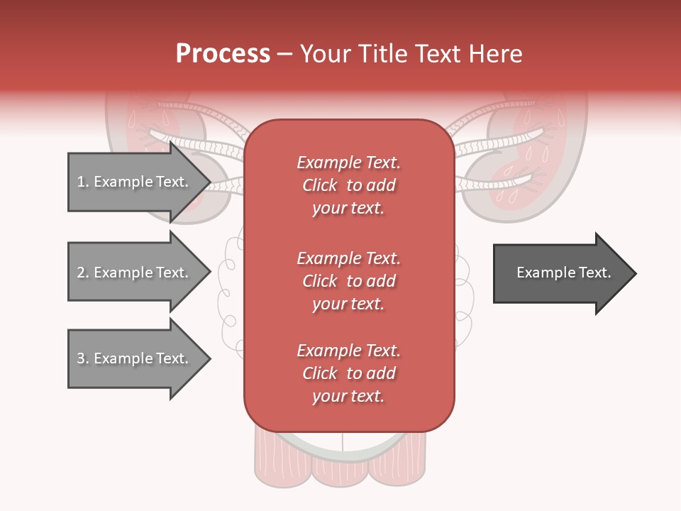Vector Organ Urinary PowerPoint Template