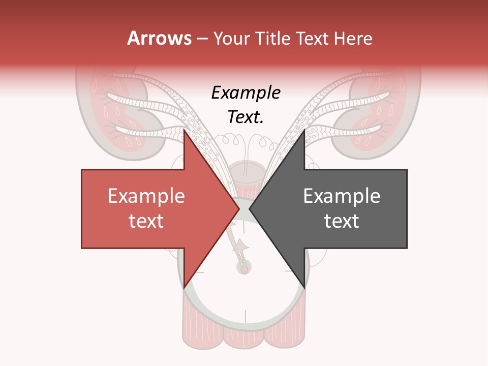 Vector Organ Urinary PowerPoint Template