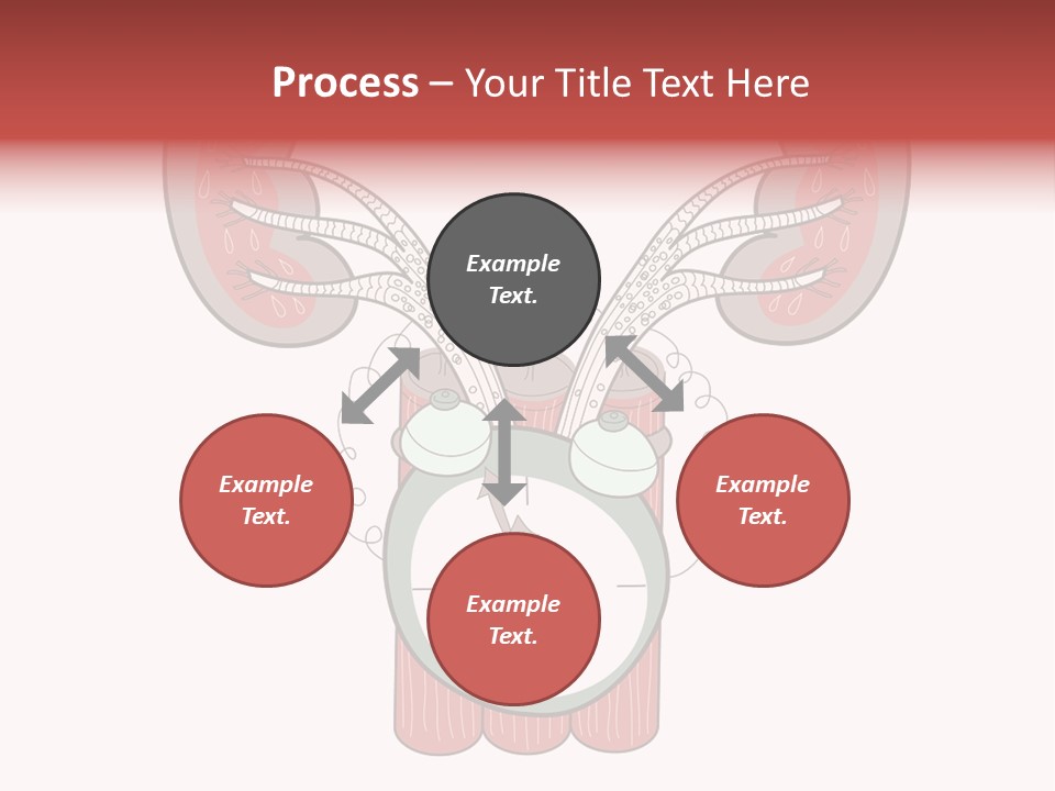 Vector Organ Urinary PowerPoint Template