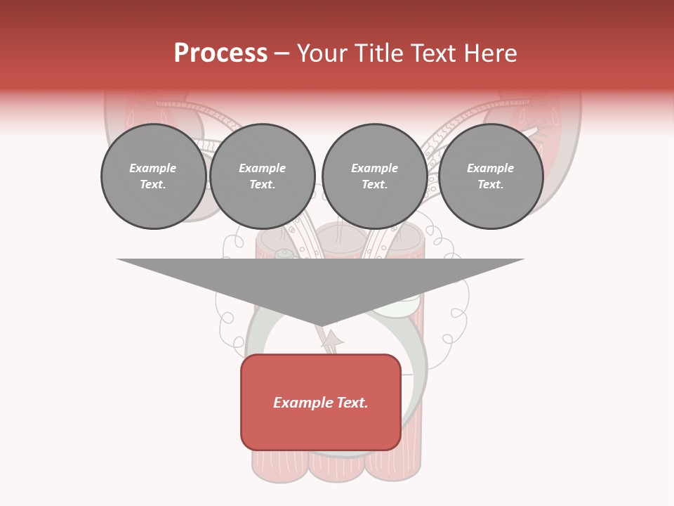 Vector Organ Urinary PowerPoint Template