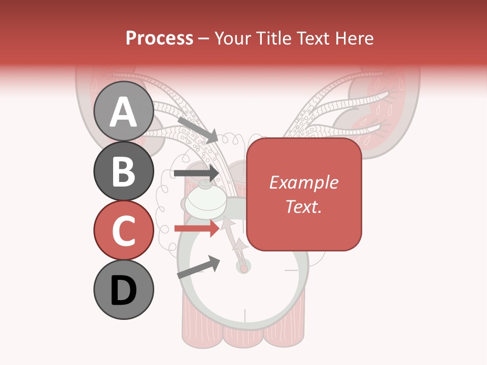 Vector Organ Urinary PowerPoint Template