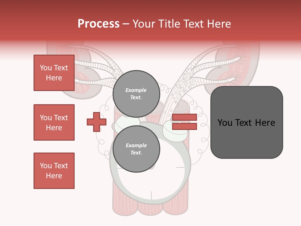 Vector Organ Urinary PowerPoint Template