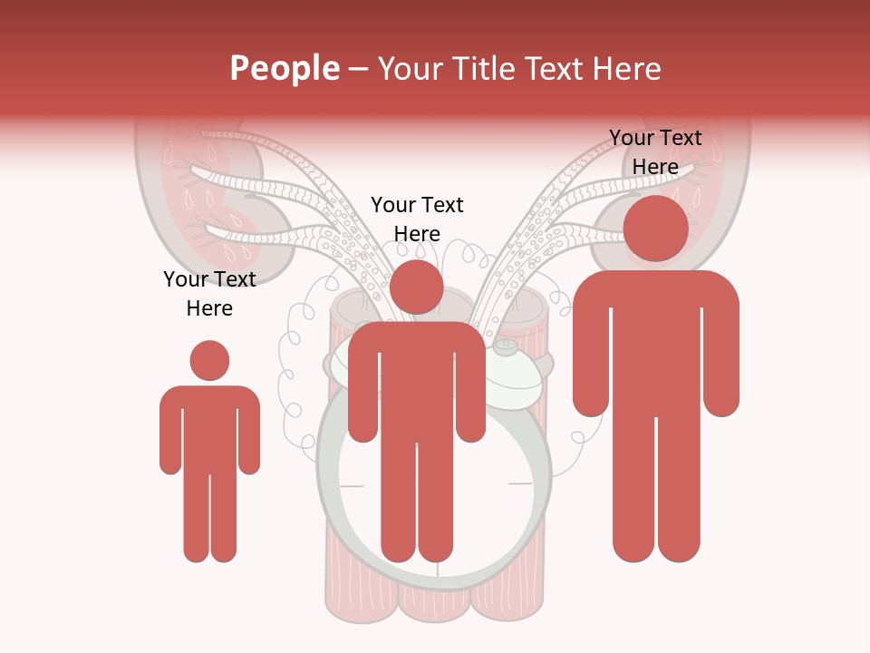 Vector Organ Urinary PowerPoint Template