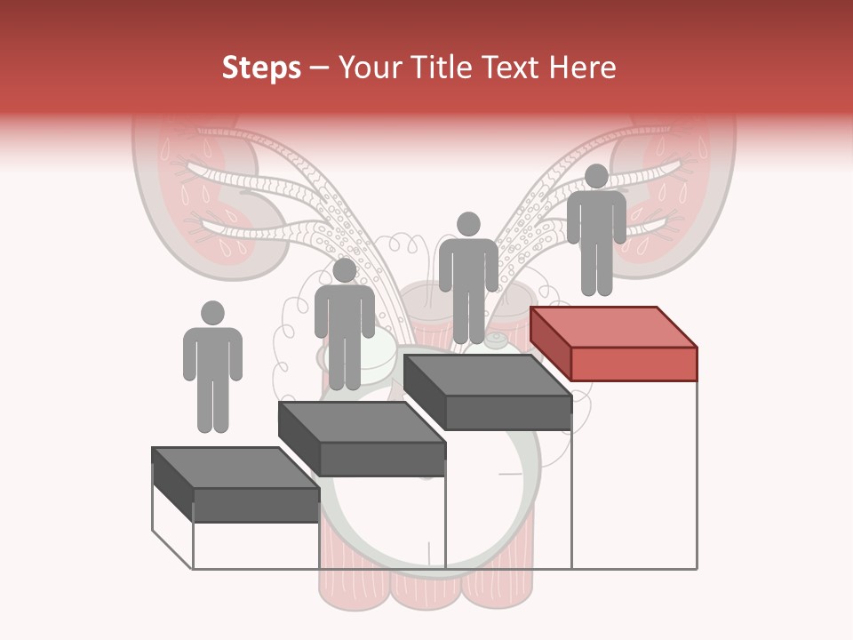 Vector Organ Urinary PowerPoint Template