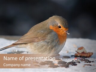 Close Redbreast Cute PowerPoint Template