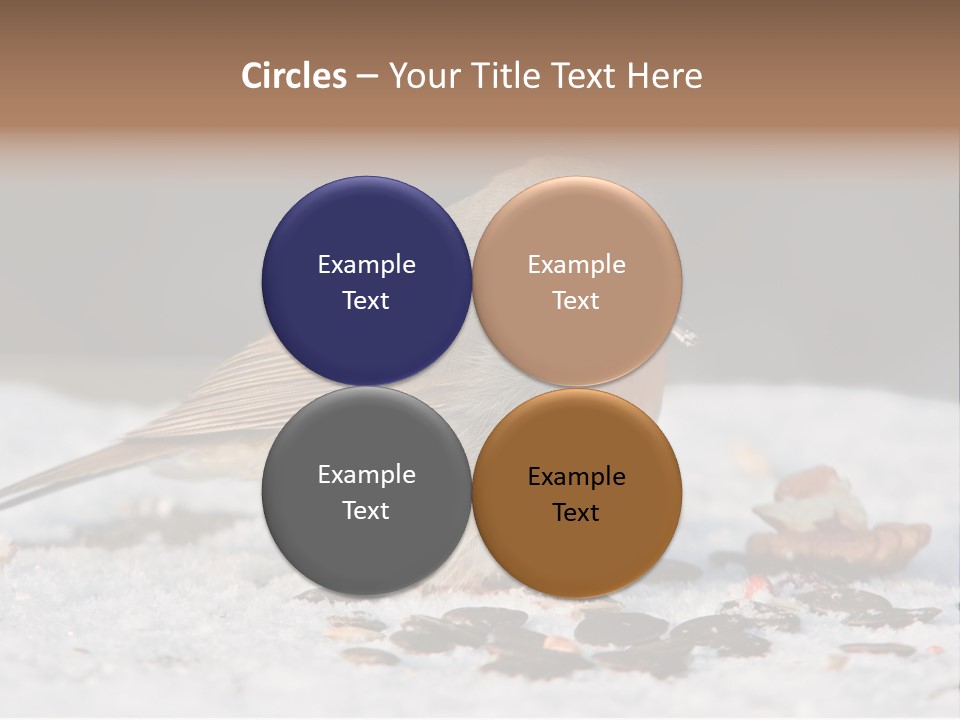 Close Redbreast Cute PowerPoint Template