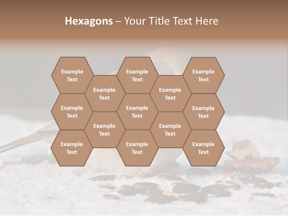 Close Redbreast Cute PowerPoint Template