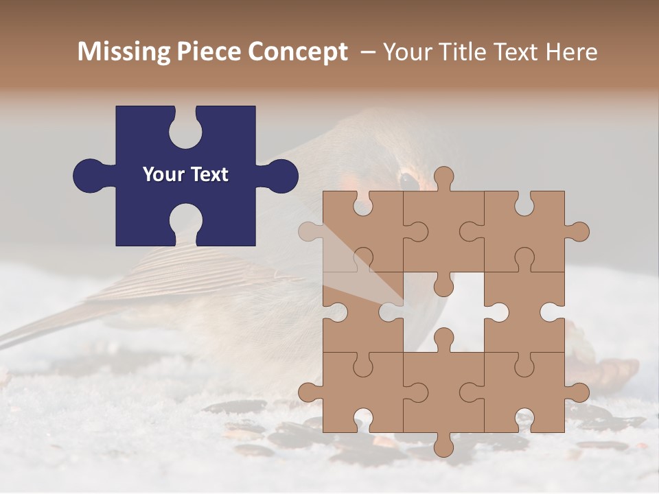 Close Redbreast Cute PowerPoint Template