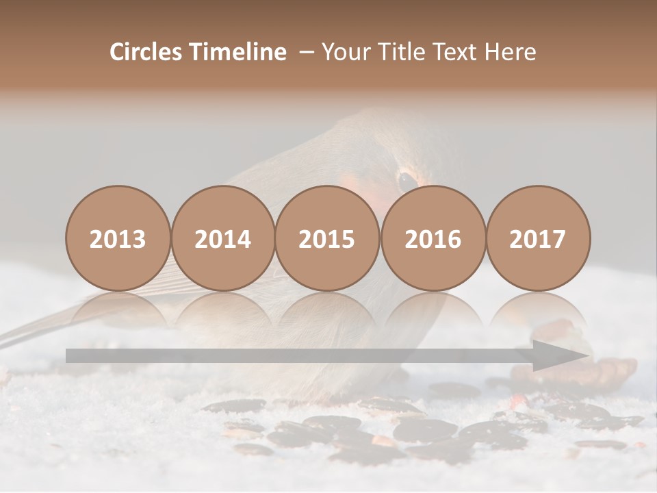 Close Redbreast Cute PowerPoint Template