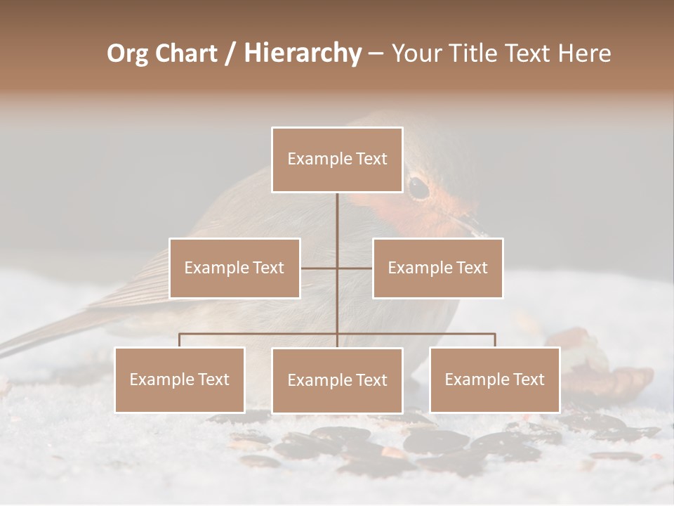 Close Redbreast Cute PowerPoint Template