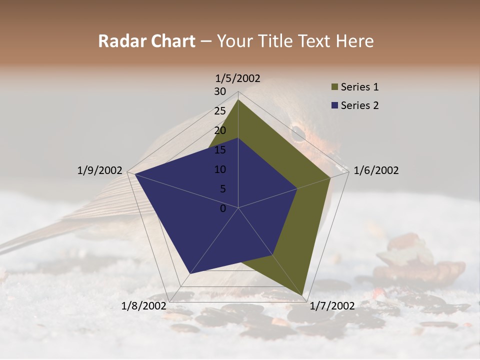 Close Redbreast Cute PowerPoint Template