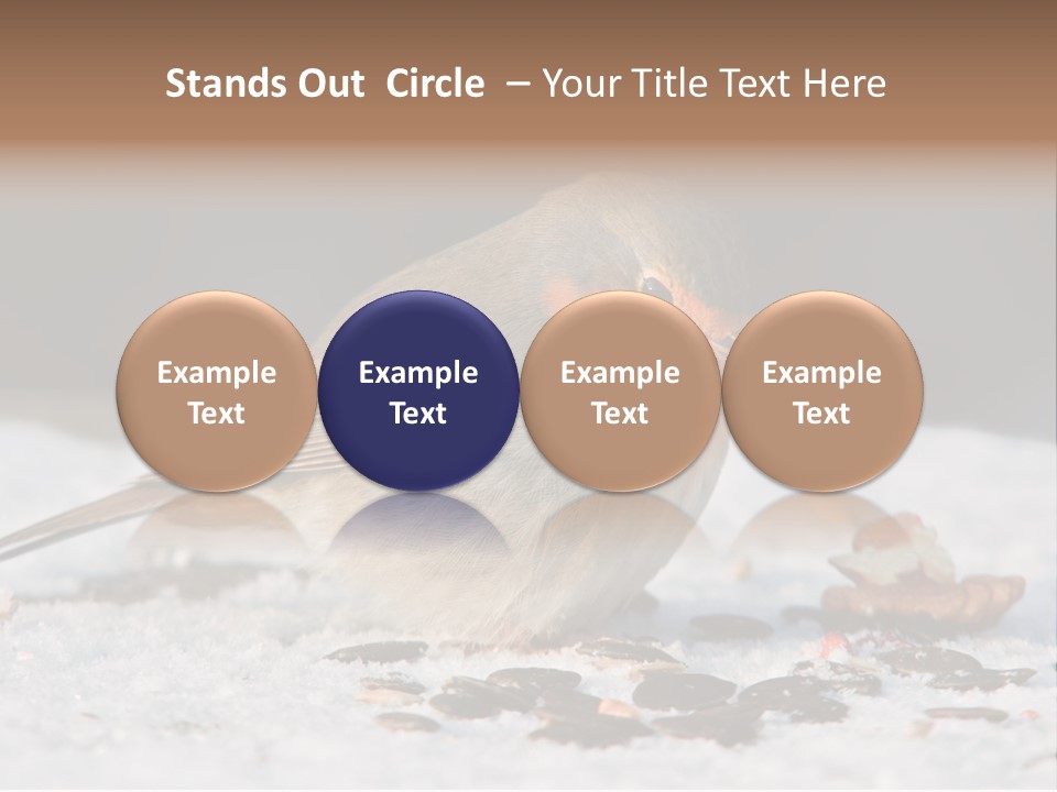 Close Redbreast Cute PowerPoint Template