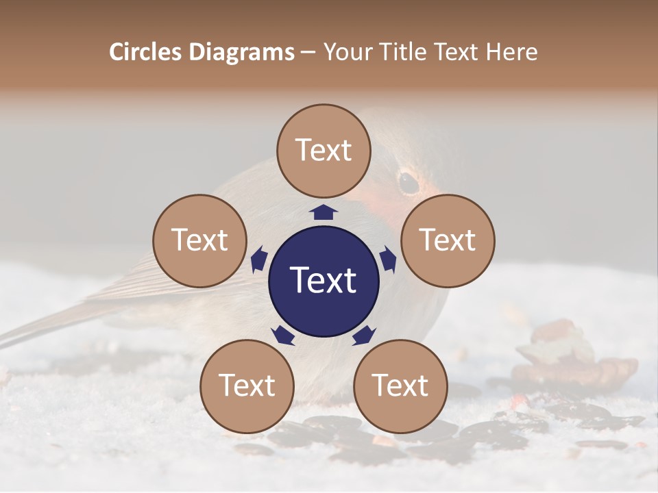 Close Redbreast Cute PowerPoint Template