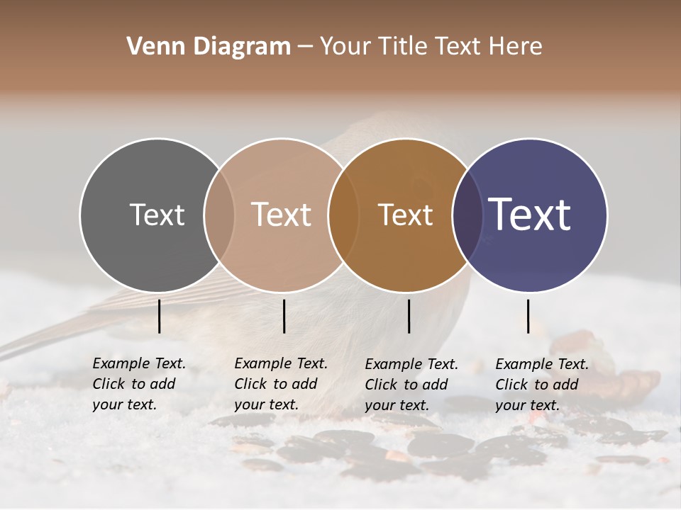 Close Redbreast Cute PowerPoint Template