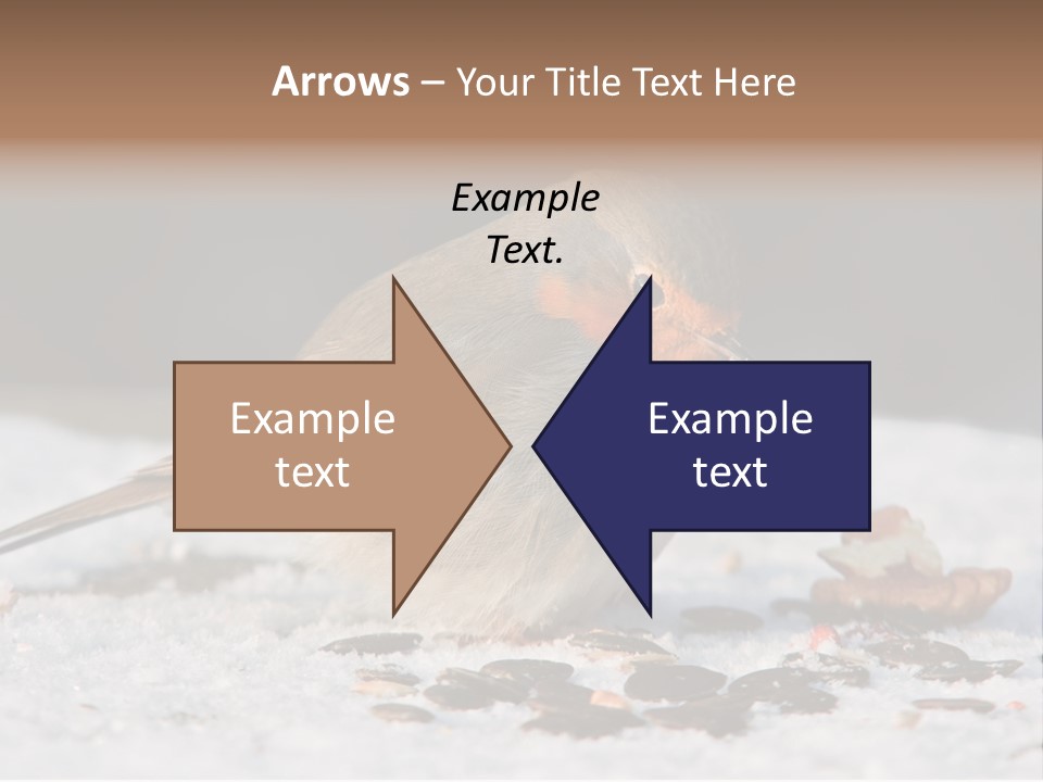 Close Redbreast Cute PowerPoint Template